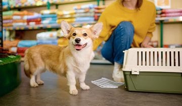 Fur and finance – Tax compliance in animal sales